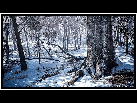 MAWI Broadleaf Forest | Winter | Unreal Engine 5 | 4K Cinematic