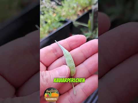 Folge 125 - Radieschenschoten