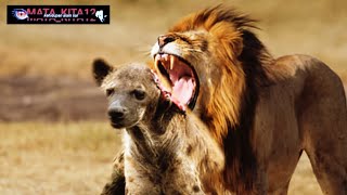 Download lagu Pertarungan Brutal dan Mematikan Predator Singa vs hyena mp3