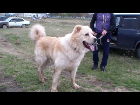 Чемпионат Дагестана - Молодёжка 3 ТУР!!!