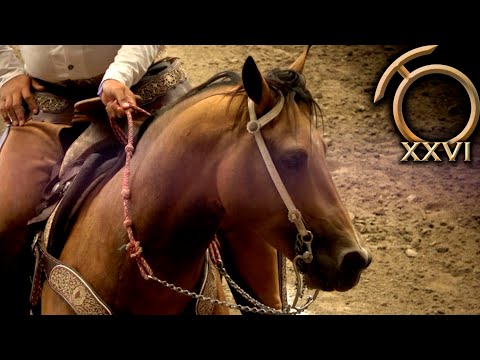 Charro Reins - Horse Shows August 29 - THV Millionaire Championship 2023
