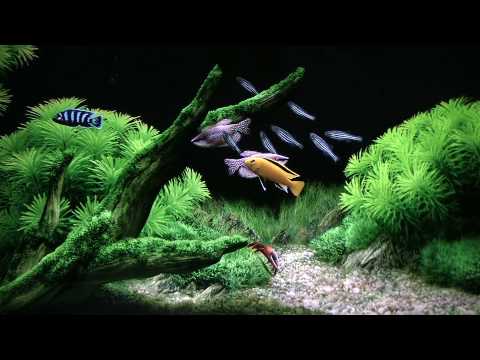 Reef Aquarium Playstation 3