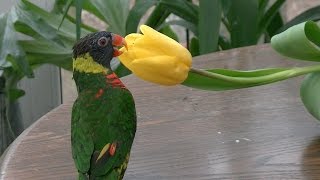 Parrot Which Feeds on… Pollen