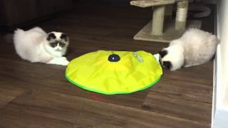 Mauws en Mimi spelen met Cats Meow