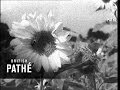 Sunflower Harvest 1949