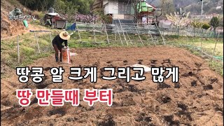 땅콩 다수확은 이것부터 해야 / 밑거름 비료배합 비율 / 땅콩 전용 비료가 없다면