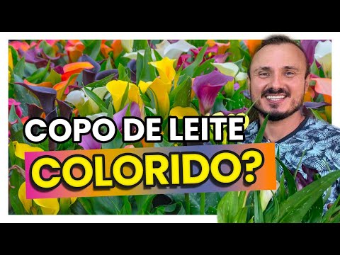 COPO DE LEITE (Calla) colorido: aprenda como cultivar e adubar corretamente