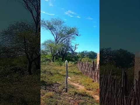 Gramilla - Santiago del Estero #shorts #santiagodelestero #campo