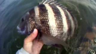 kayakkevin.com weekly video report; Two drum and a sheepie