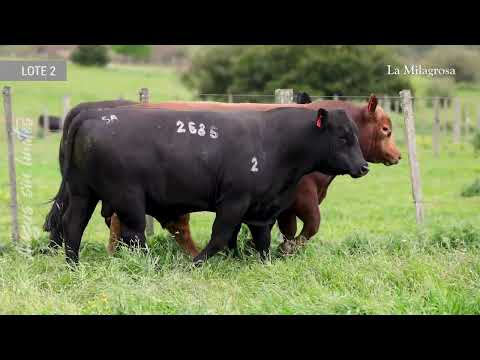 LOTE 2 – TOROS SA – TATUAJES 2685, 9553 Y 2747