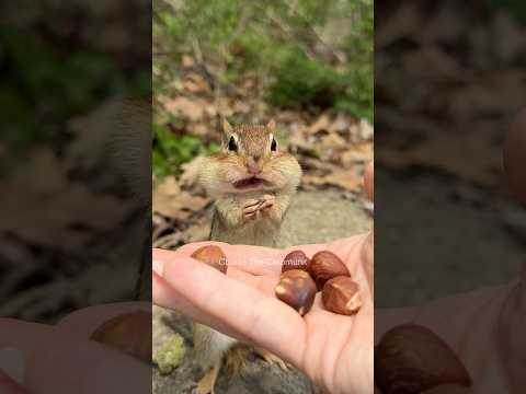 Hear me out #shorts #charliethechipmunk #animals #wildlife #funny #comedy #cute #lol #smart #humor