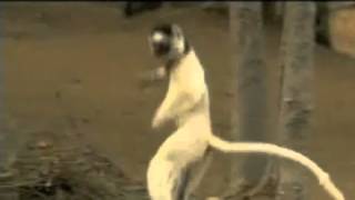 Lemur Dances to Skindred&#39;s Doom Riff