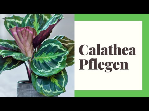 , title : 'Calathea Pflegen - So einfach geht's'