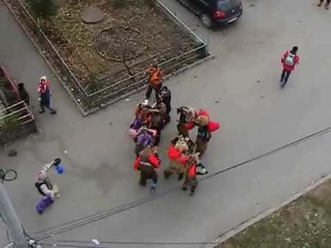 Ursul la Campina - 21 decembrie 2014