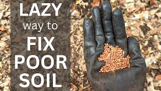 How to improve clay soil using cover crops and less work