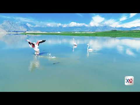 بحيرة دوكان.. ملاذ آمن للطيور المهاجرة ورهان كوردستان على السياحة البيئية 
