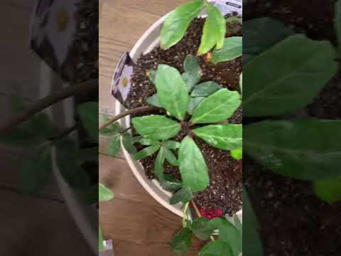 鉢植えのクリスマスローズを失敗せずに管理するには？覚えておくべきベストプラクティスは次のとおりです  庭園