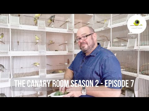 The Canary Room Season 2 - EPISODE 7