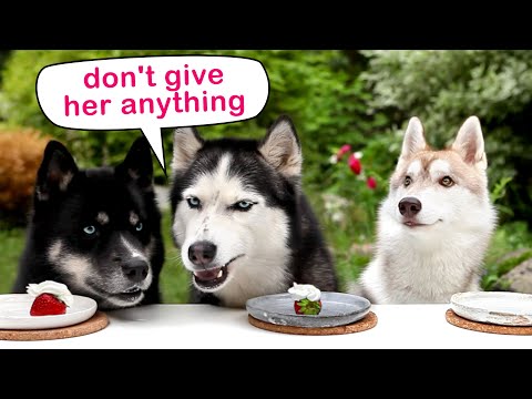 Hunde schmecken Sommerbeeren und Früchte! Lustiges Hundevideo