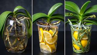 You only need 1 lemon! And the orchid blooms like crazy all year round!
