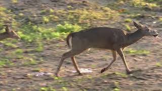 Incredible Doe Kill - Not for the Faint of Heart