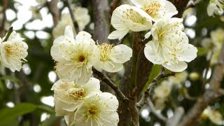 花、EKH花のスライドショー　バラ科③杏、梅、桃　20180424