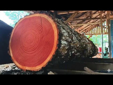 "Characteristics of Super Quality Wood: Look at the Inner Texture!"