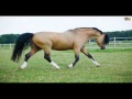 Horse Sound Compilation What Does Horses Sound Like Let S Find Out
