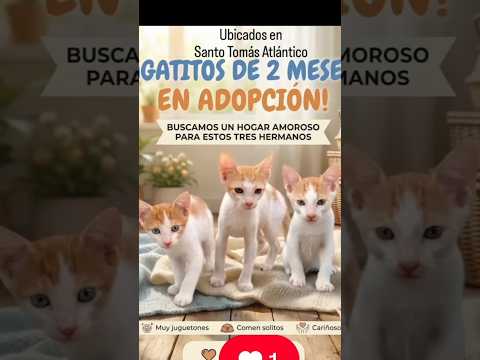 #adoptme 3 machos aprox 2 o 3 meses ubicados en #SantoTomas #Atlántico #sabanagrande #PalmardeVarela