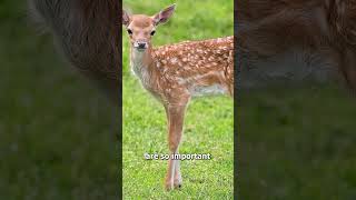 Why Baby Deer Have White Spots 😨