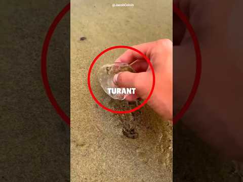 Saving a Dying Jellyfish#shorts#sea
