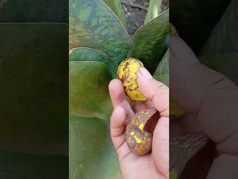 found the golden snail and Vicks formula #snail #shortvideo