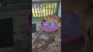 Video preview image #1 Mutt Puppy For Sale in Woodbury, NY, USA