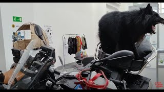 This Dog Loves BMW Motorcycles!
