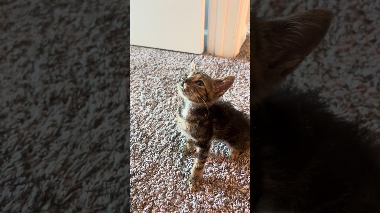 Joey video