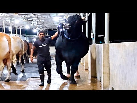 Holstein Friesian bull over 6 feet tall
