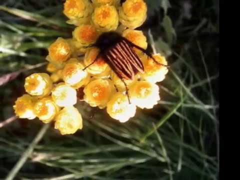 hasan zirak are ho naznyn krmashan