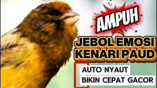 Download lagu SUARA PANCINGAN KENARI PAUD BELAJAR BUNYI AMPUH DIJAMIN NYAUT RAJIN BUNYI CEPAT GACOR mp3