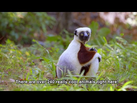 プラタイプリス・マヴォマボ