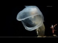 Predatory tunicate - The Blue Planet - Episode 2, "The Deep"