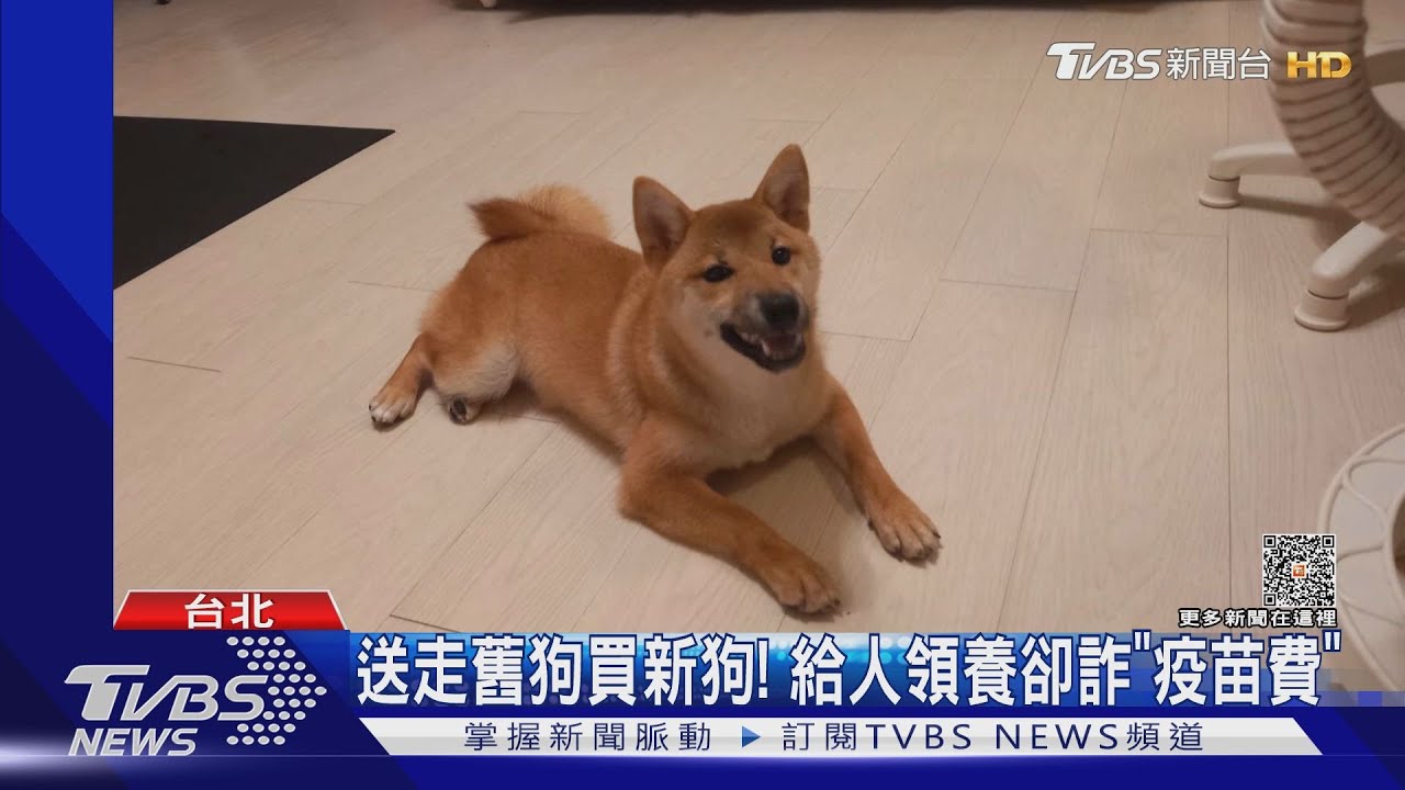 送走舊狗買新狗! 給人領養卻詐「疫苗費」
