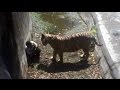 White Tiger Kills Man Who Fell Into Its Enclosure At Delhi Zoo