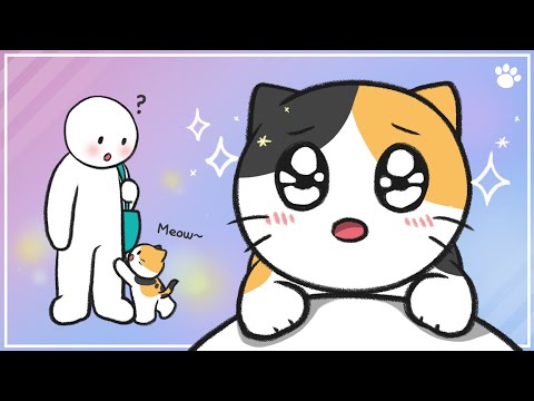 How To Raise A Kitten - 7 Tips For Kitten Care - YouTube