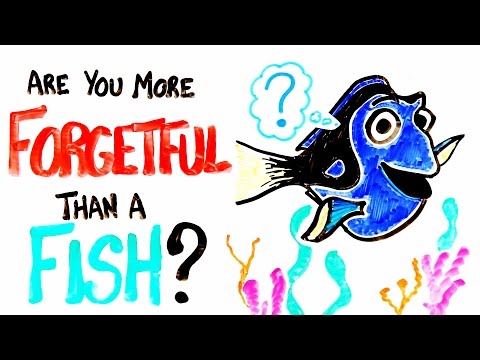 【泛科學精選】你有想過其實你可能比一隻魚還健忘嗎？ (Are You More Forgetful Than A Fish?)