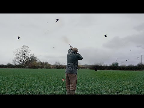 PHEASANTS AND PARTRIDGE SUFFOLK GAME SHOOTING | The Shoot | Lance Barton | Film Preview