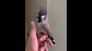 Download lagu Kutilang Gacor Bahrain #6 mp3 Download lagu Kutilang Gacor Bahrain #6 mp3