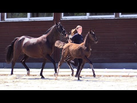 29 – Destino, HF von Dark Highlight -  Feldhof Orbit, 25.04.2018 ORIGINAL