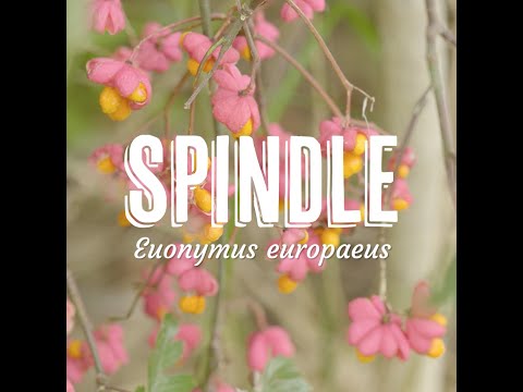 Tree Tuesday thumbnail 9