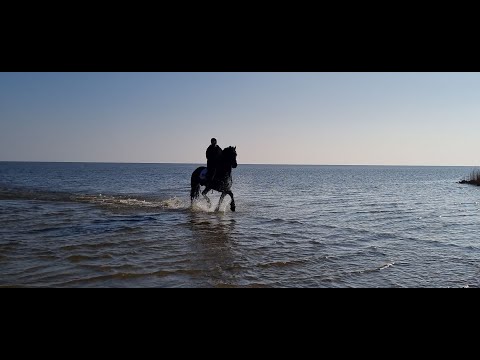 Stal Okkema's Eelke - Eise x Dries - star stallion - 2017 - 1.65m - on trail