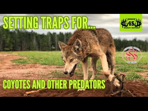 Setting Traps For Coyotes and Other Predators!!!(Coyote trapping for beginners)